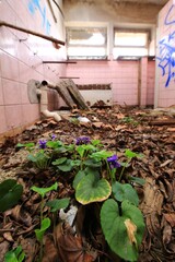 Wild wood violets (Viola odorata) bloom through leaf litter on the floor of an abandoned tiled bathroom