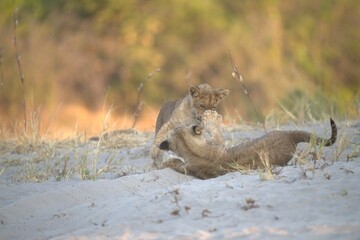 Naklejka premium lion in wild savanna , animal of africa