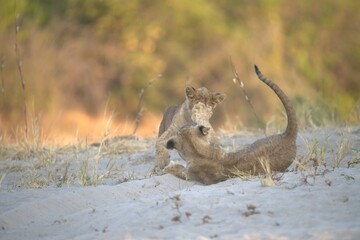lion in wild savanna , animal of africa