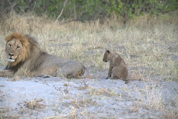lion in wild savanna , animal of africa