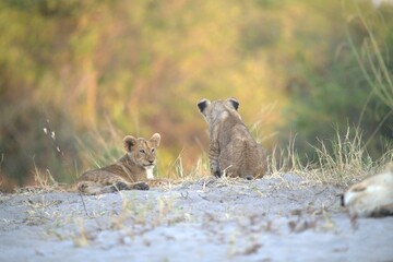 lion in wild savanna , animal of africa