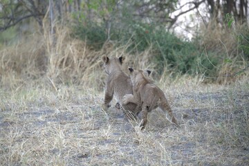 lion in wild savanna , animal of africa