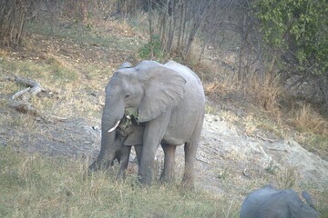 Elephant in wild savanna , Animal of africa