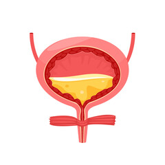 Human bladder, internal organ of the human body. Human bladder anatomy, urinary system. Vector illustration.