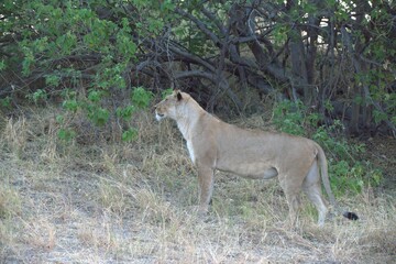 Lion in wild savanna , Animal of africa 