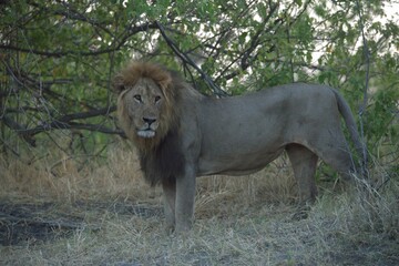 Lion in wild savanna , Animal of africa 