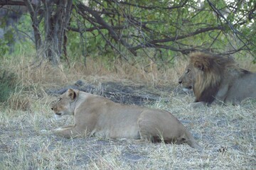 Lion in wild savanna , Animal of africa 