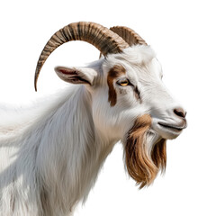 Fototapeta premium Side view close-up of a white domestic goat with long fur and large curved horns, cut out, isolated on a transparent background, no shadow