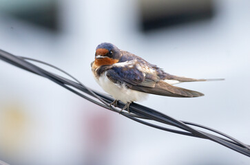 電線のツバメ