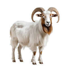 Fototapeta premium Side view of a white domestic goat with large curved horns and long fur, cut out, isolated on a transparent background, no shadow