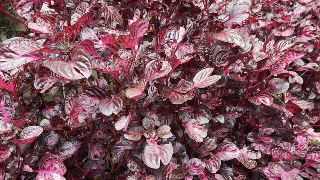 mounds of red iresine diffusa plants