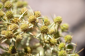 Macro Photo of Thorny Herb Plant