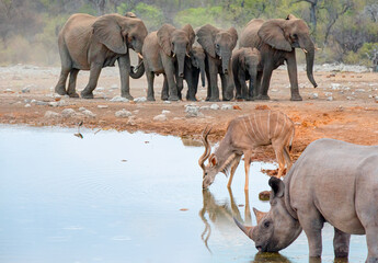 Rhino drinking water from a small lake - Group of elephant family drinking water in lake at amazing...
