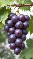 Fototapeta premium Realistic close-up image of ripe purple grapes on the vine, featuring vibrant green leaves with visible veins, captured against a softly blurred background for a natural and appetizing look.
