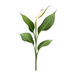 Obraz premium Elegant peace lily sprig, isolated on white, botanical illustration, for design elements or product display