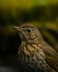 bird on a branch
