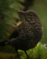 blackbird on a branch
