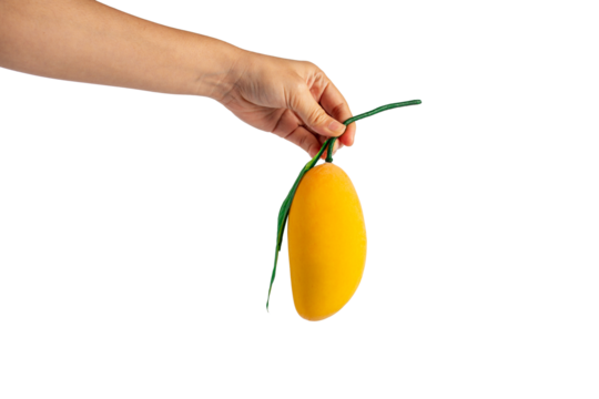 Closeup ripe mango with green leaf and hand isolated on transparent background.