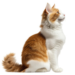 Obraz premium Side view of a ginger and white domestic cat sitting calmly, cut out, isolated on a transparent background, no shadow