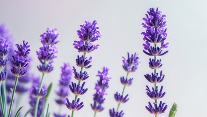 Fototapeta premium Therapeutic herbs of lavender flower, separated on background.
