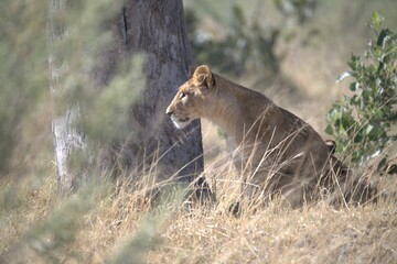 lion in wild savanna , animal of africa