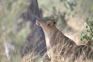 lion in wild savanna , animal of africa