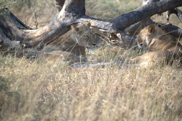 lion in wild savanna , animal of africa