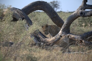 Fototapeta premium lion in wild savanna , animal of africa