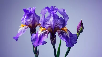 Gordijnen Natural elegance of violet iris flower © BlockBrushstrokes
