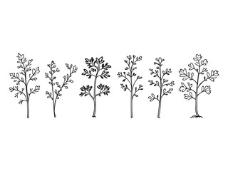 Coriander herb line art illustration fresh green leaves