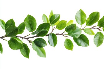 Fototapeta premium Branch with vibrant leaves