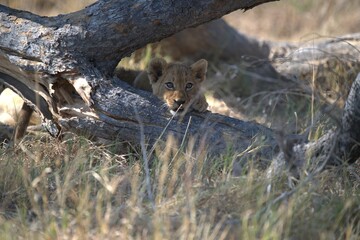 lion in wild savanna , animal of africa