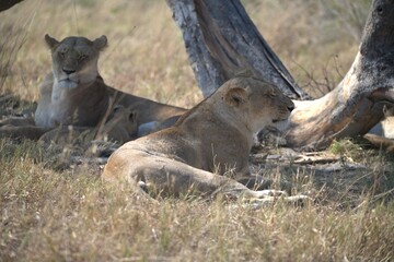 lion in wild savanna , animal of africa