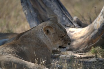 lion in wild savanna , animal of africa