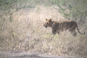 lion in wild savanna , animal of africa