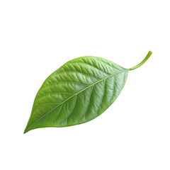 Obraz premium Single green leaf on colorful striped background nature plant leaf design