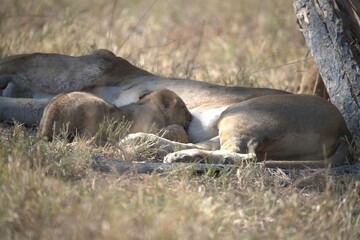 lion in wild savanna , animal of africa