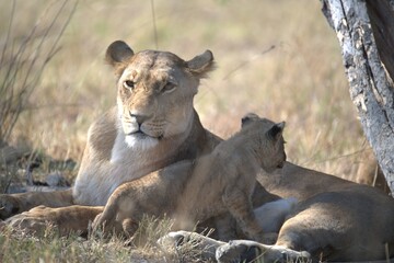 lion in wild savanna , animal of africa