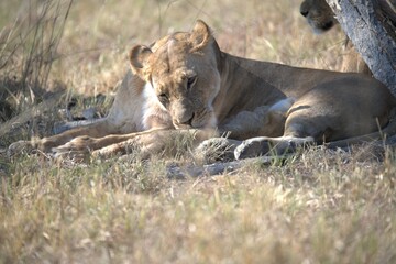 lion in wild savanna , animal of africa
