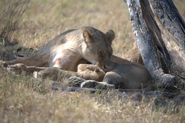 lion in wild savanna , animal of africa