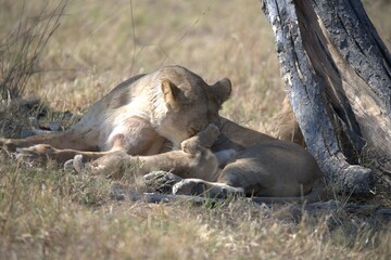 lion in wild savanna , animal of africa