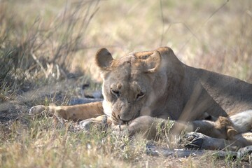 Lion in wild savanna , Animal of africa 