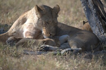 Lion in wild savanna , Animal of africa 