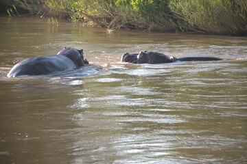 Hippopotamus in wild savanna , Animal of africa