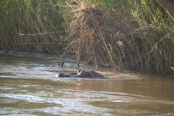 Hippopotamus in wild savanna , Animal of africa
