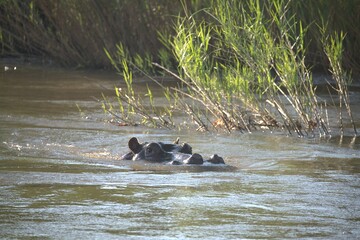 Hippopotamus in wild savanna , Animal of africa