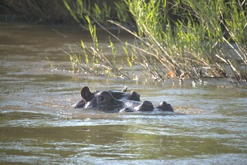 Hippopotamus in wild savanna , Animal of africa