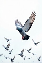 Fototapeta premium A large flock of pigeons taking flight, pure white backdrop , clipping path, fauna, animal