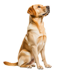 Side view of a golden Labrador Retriever dog sitting and looking up, cut out, isolated on a transparent background, no shadow.