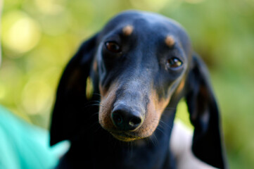 portrait of dachshund in funny digging and sleeping poses